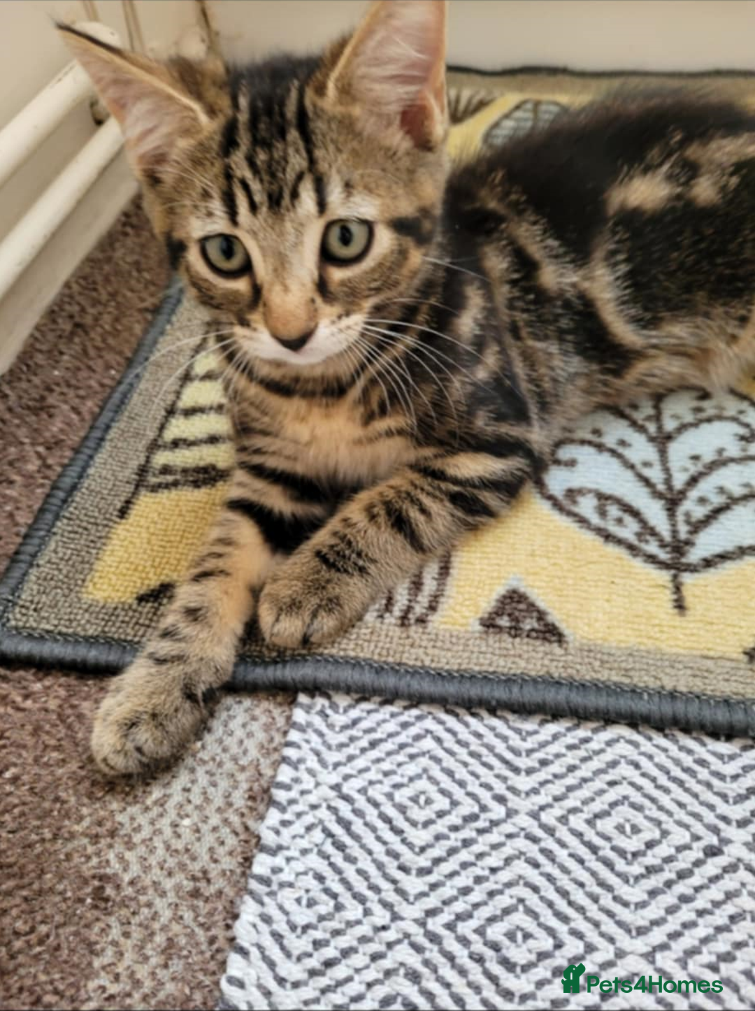 Mixed Breed cats for sale: Beautiful Tabbies and Black kittens - Image 8