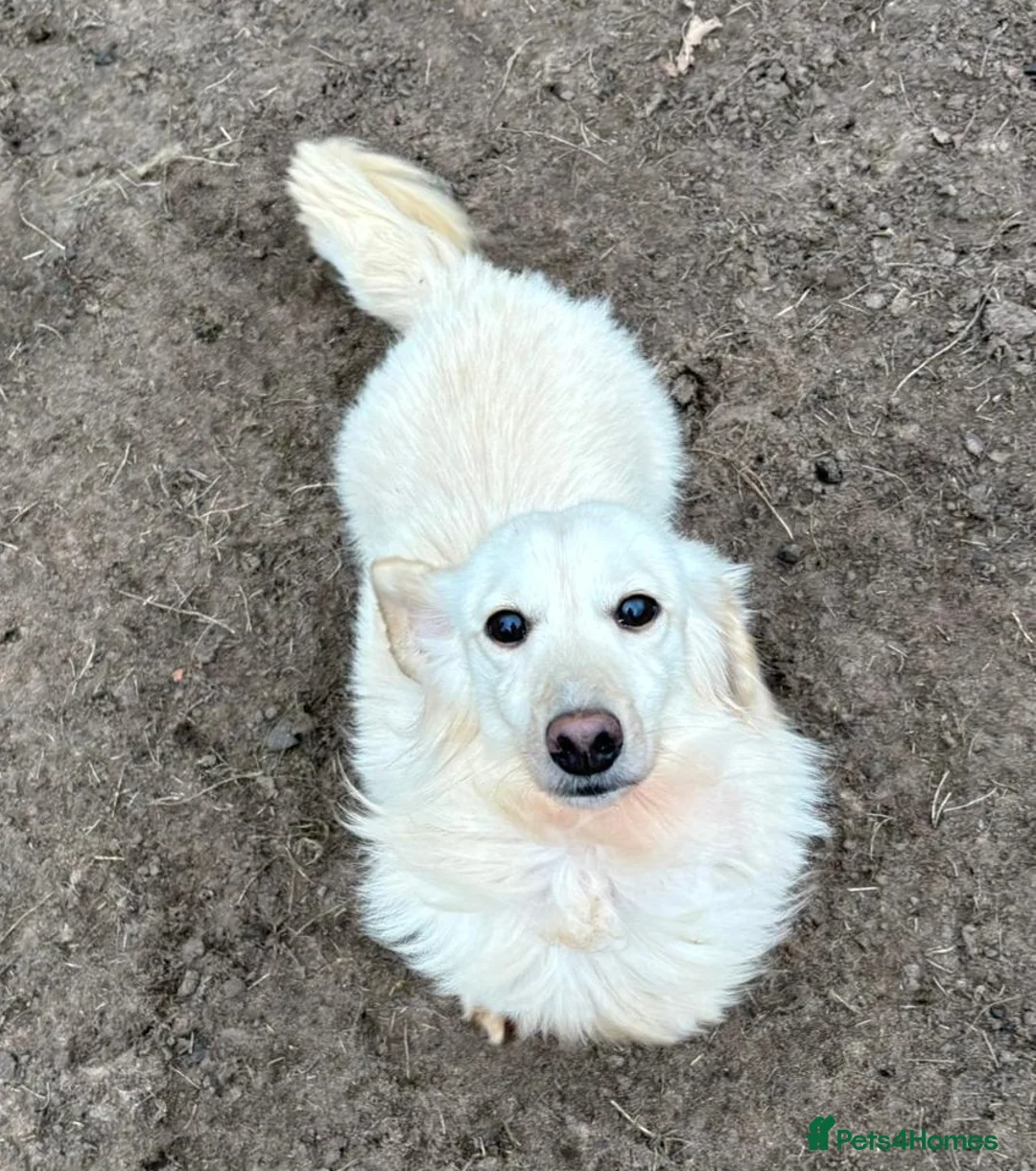 Dachshund dogs for adoption: ARNIE, a Lovely 🌭 Boy - for a Loving Home - Advert 2