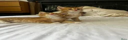 Mixed Breed cats for sale: Siberian Mix kittens - Advert 5