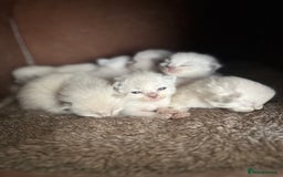 Ragdoll cats for sale: 7 Gorgeous Ragdoll Kittens - Image 3