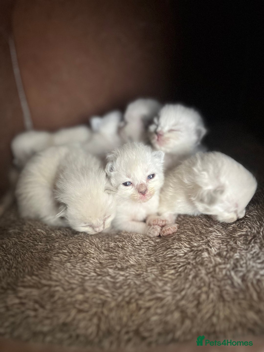 Ragdoll cats for sale: 7 Gorgeous Ragdoll Kittens - Image 3