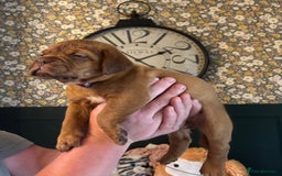 Dogue De Bordeaux dogs for sale: 6 stunning chunky Douge de Bordeux pups - Image 15