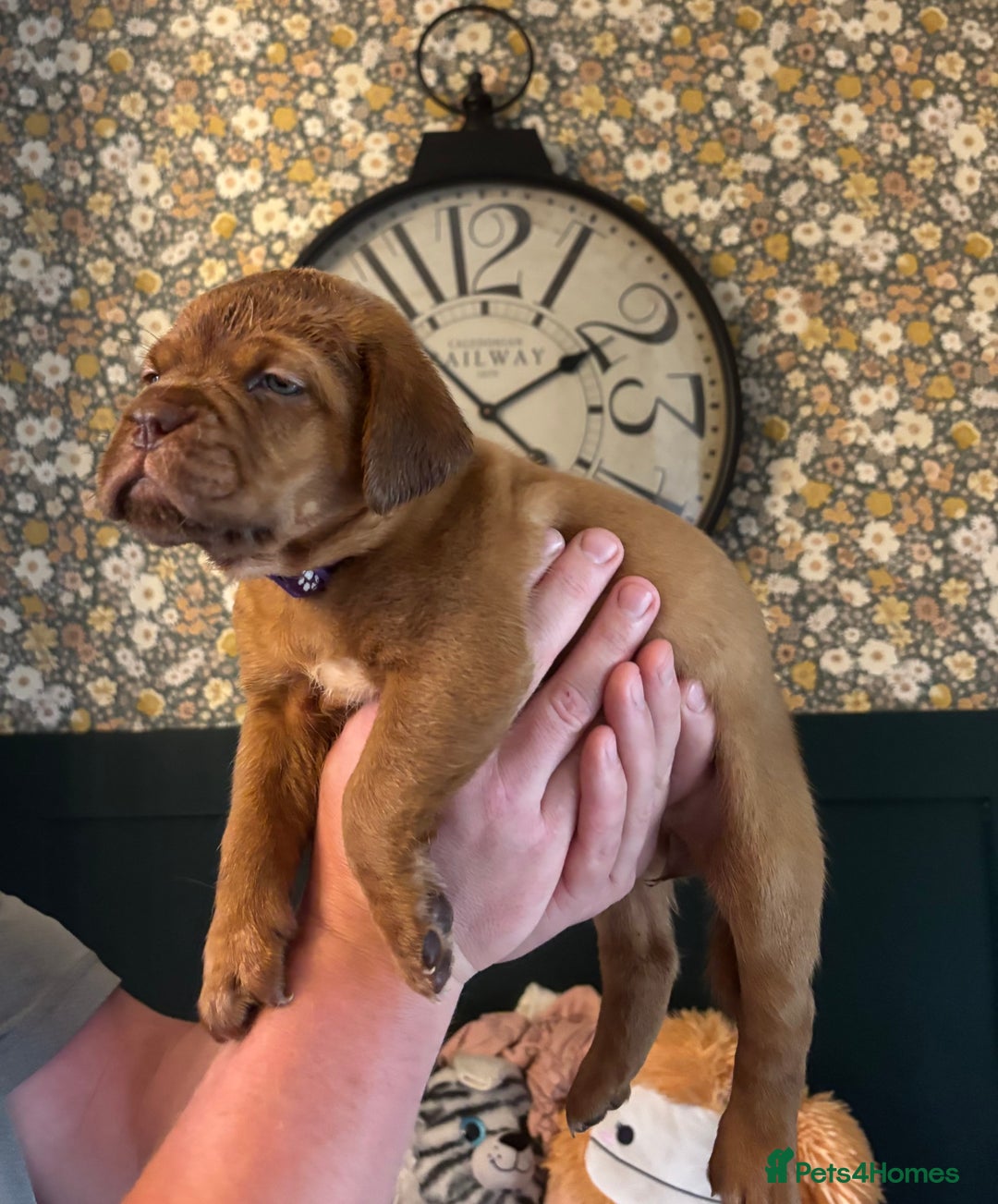 Dogue De Bordeaux dogs for sale: 6 stunning chunky Douge de Bordeux pups - Image 15