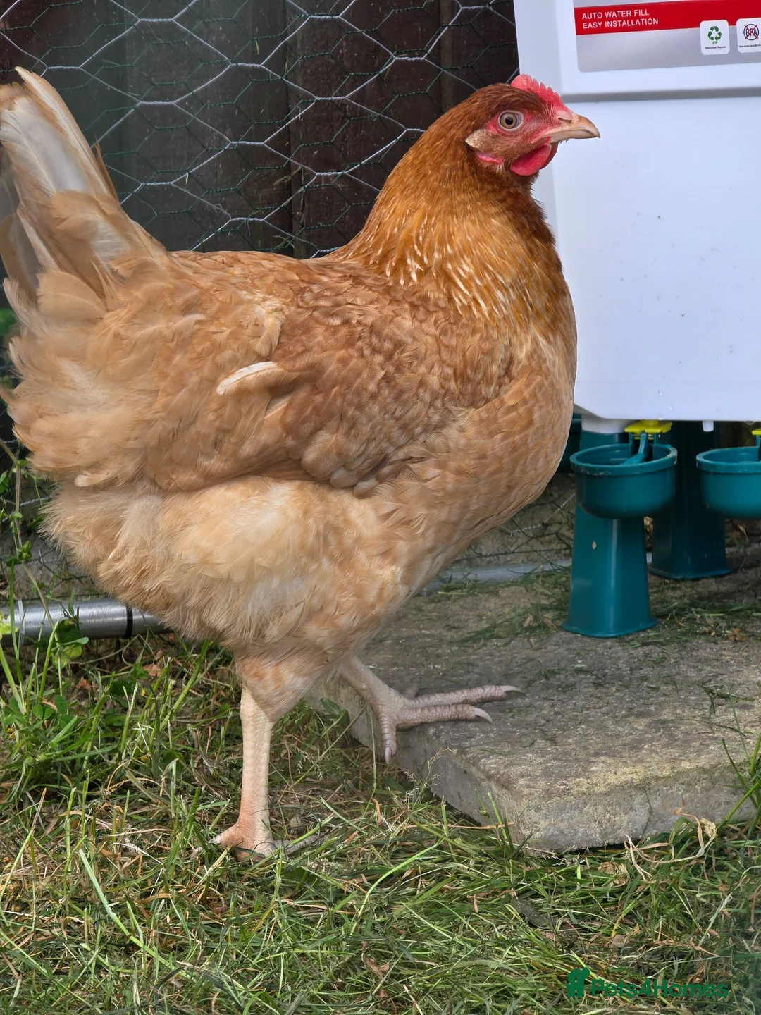 Mixed Breed birds for sale: 4 chickens and whole set up in Colchester - Advert 4