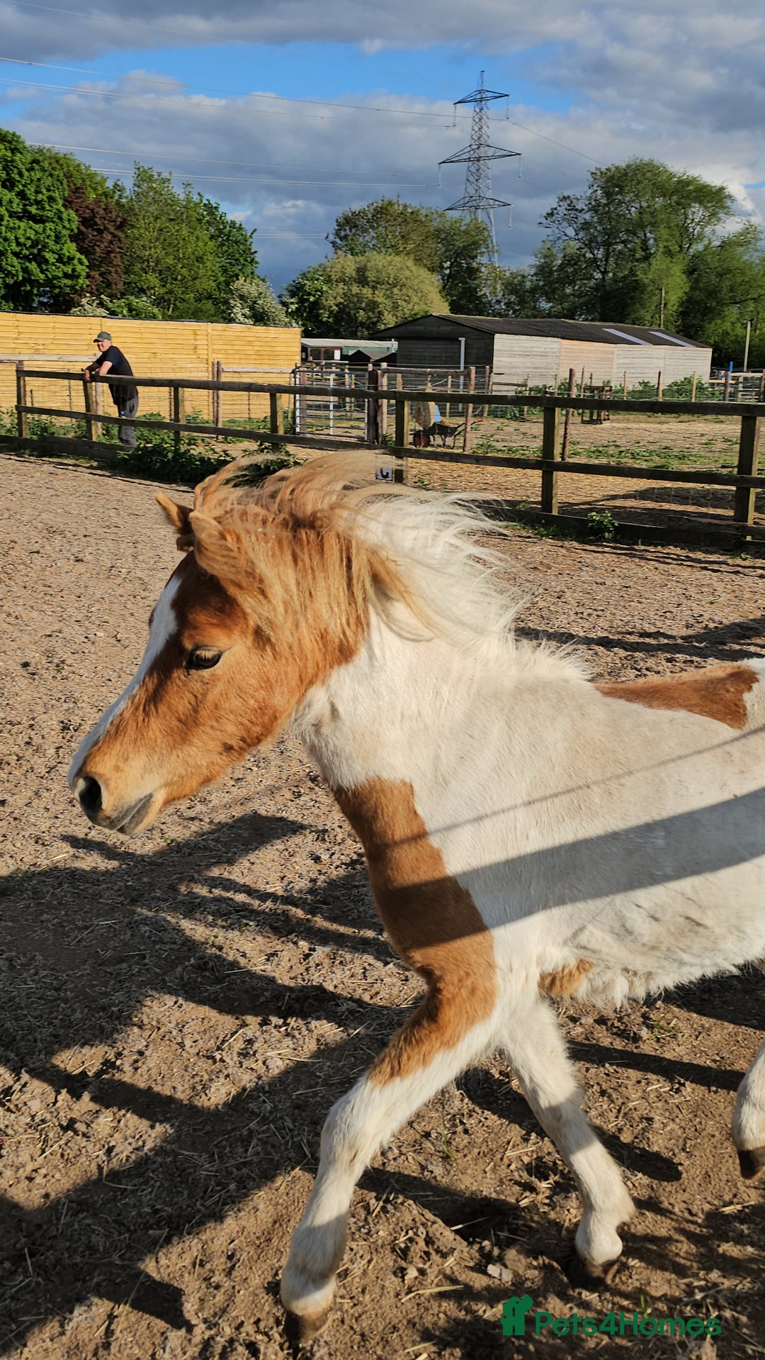 Miniature horses for sale: Pure bred American miniature horse gelding  - Image 6