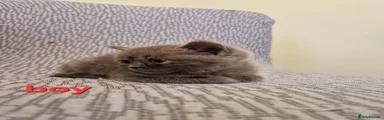 British Shorthair 3