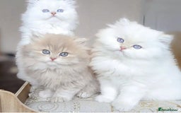 Persian cats for sale: Adorable Kittens Available✨ - Image 1