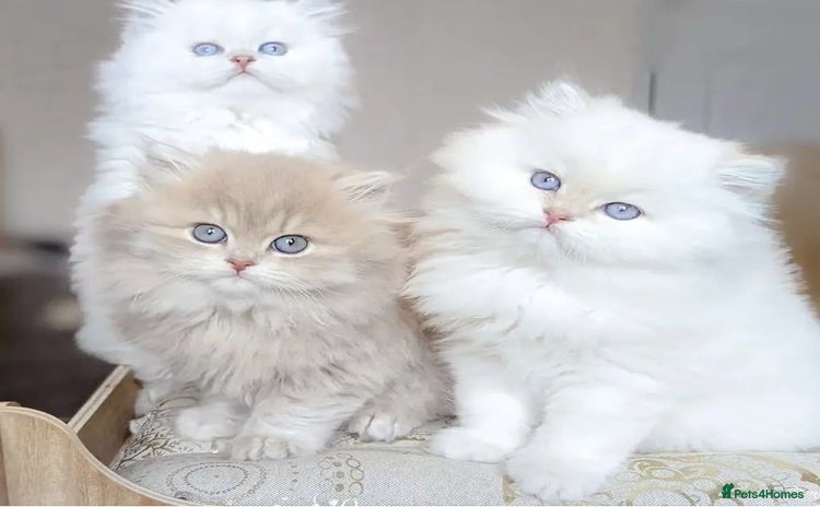Persian cats - Advert 9