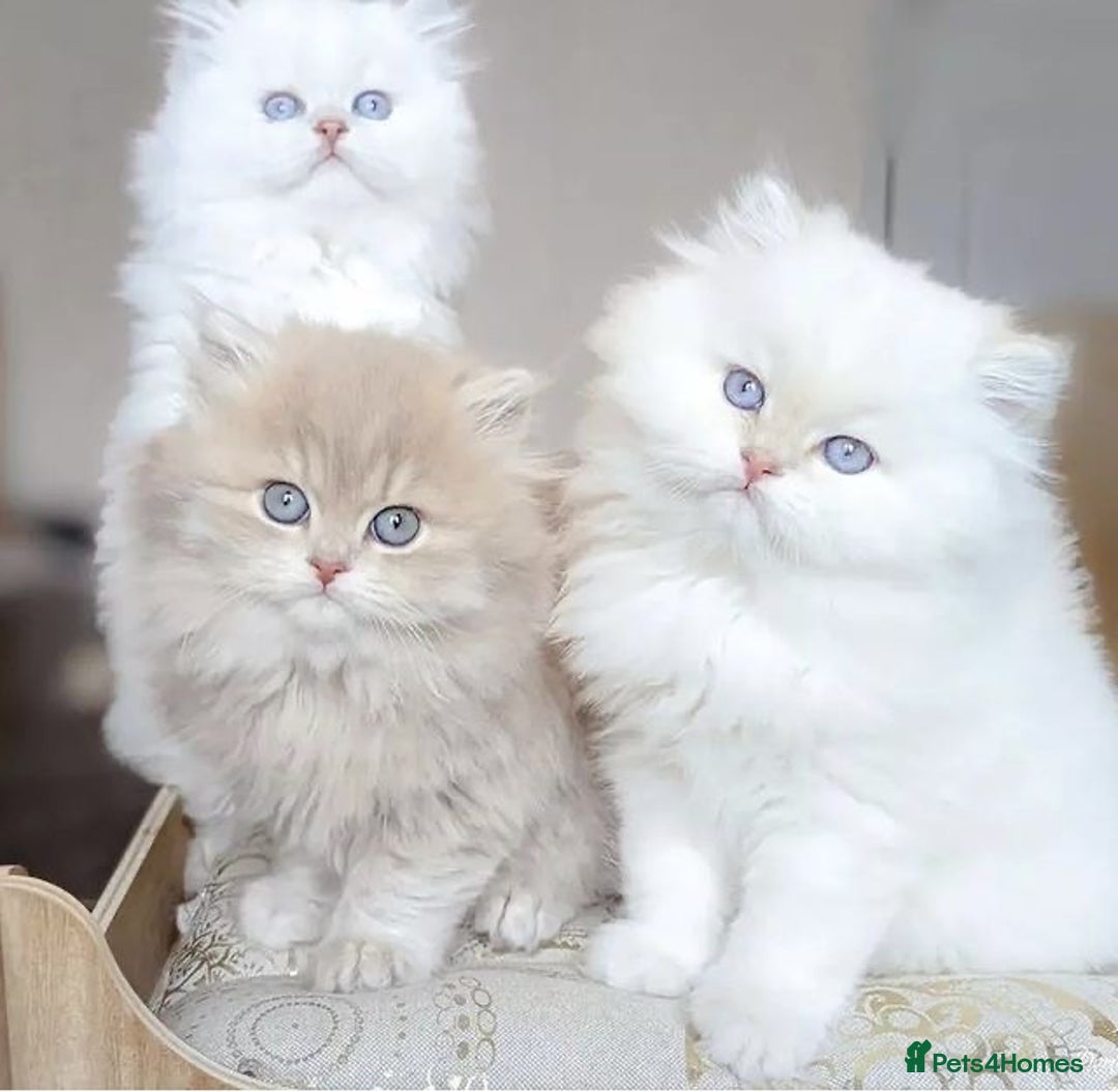 Persian cats for sale: Adorable Kittens Available✨ - Image 1