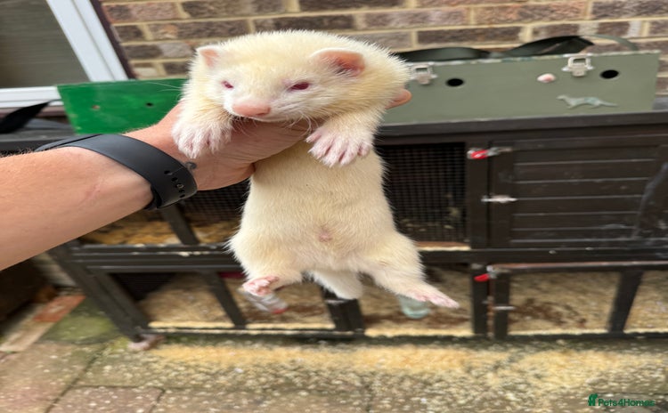 Ferret rodents - Advert 3