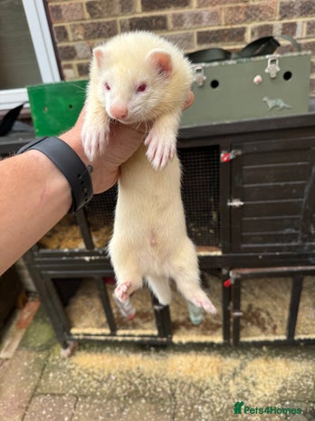 Ferret rodents - Advert 3