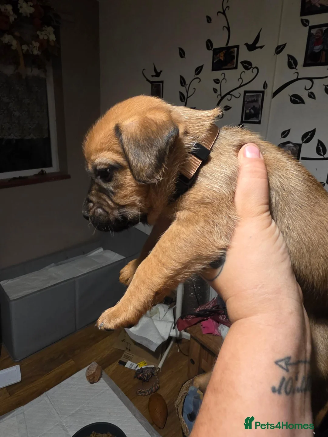 Mixed Breed dogs for sale: Whippet cross fenchie x pat qourter sausage - Advert 18