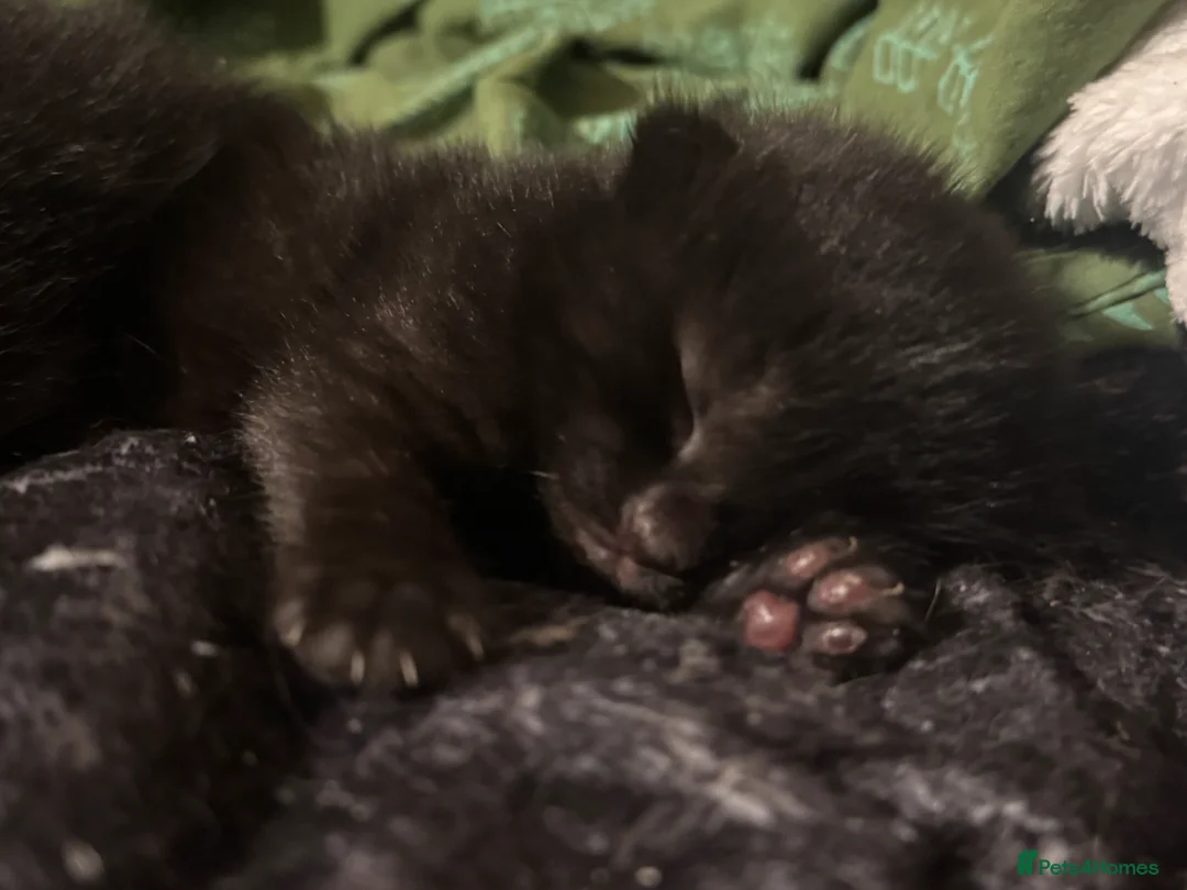 Domestic Shorthair cats for sale: White and black kittens (Currently 1 month) in Croydon - Advert 2