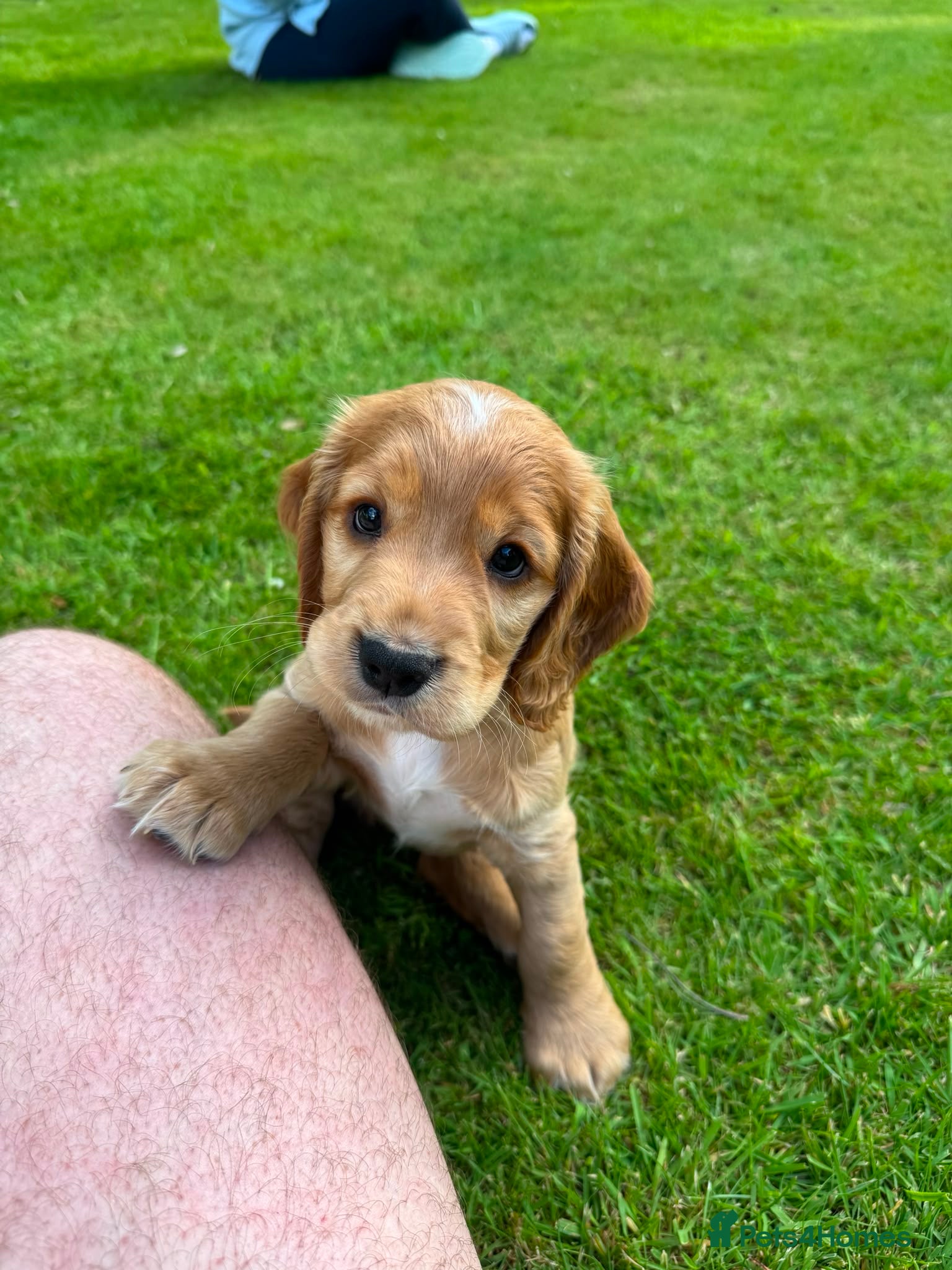 Cocker Spaniel dogs One Gorgeous Working Cocker Spaniel left - Advert 1
