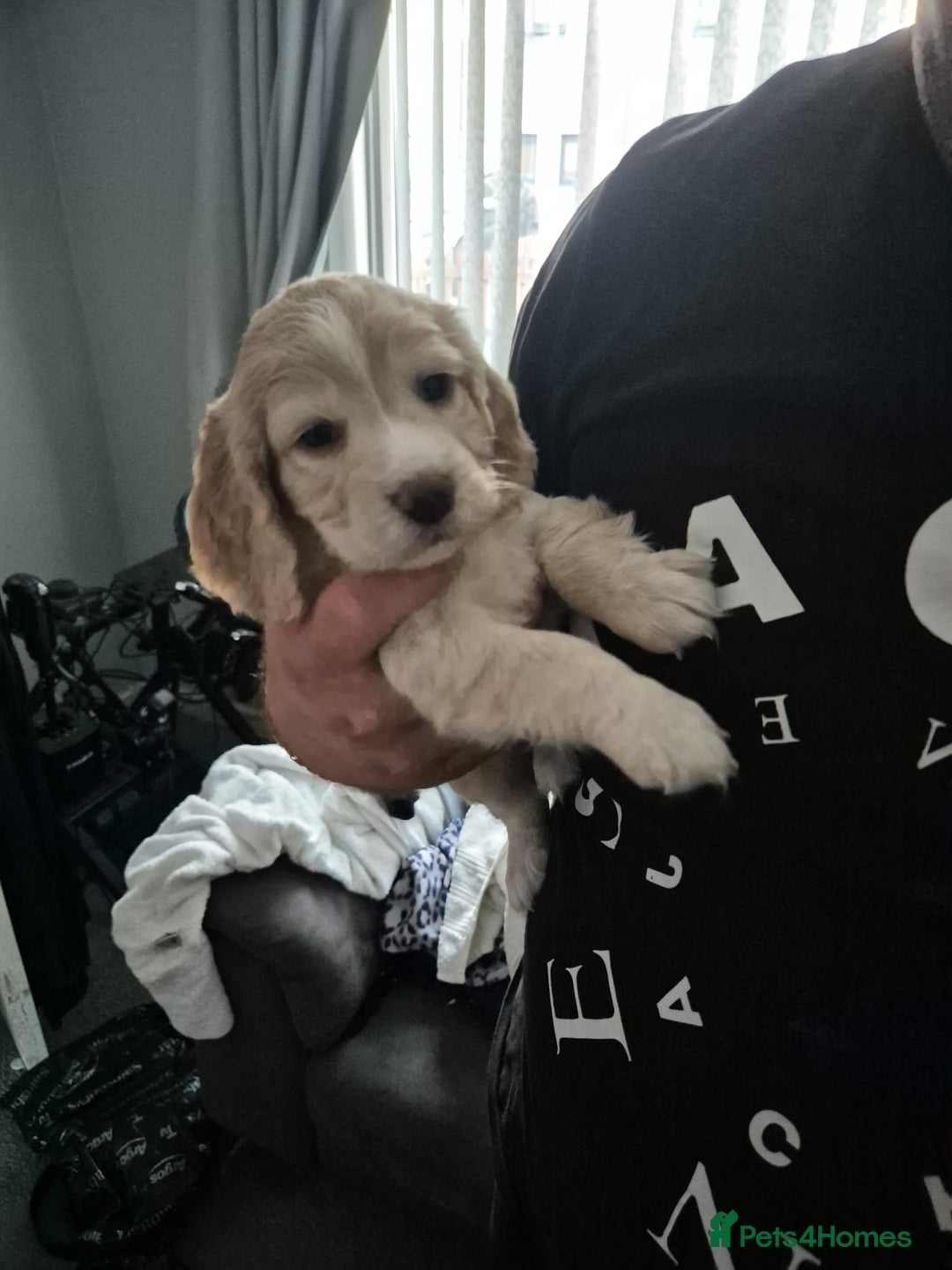Cocker Spaniel dogs for sale: Cocker spaniel puppies - Image 2