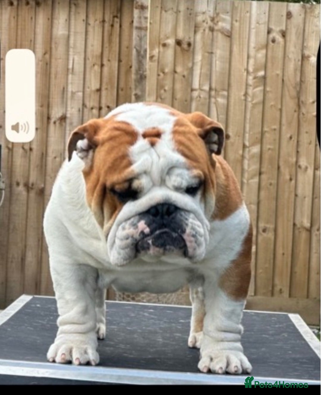 English Bulldog dogs for sale: Traditional English Bulldog puppies  - Advert 6