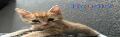 Houdini