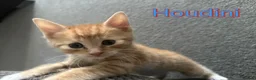 Mixed Breed cats for sale: Gorgeous, playful kittens for sale - Advert 3