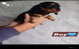 Cocker Spaniel dogs for sale: Cocker spaniels  - Image 6