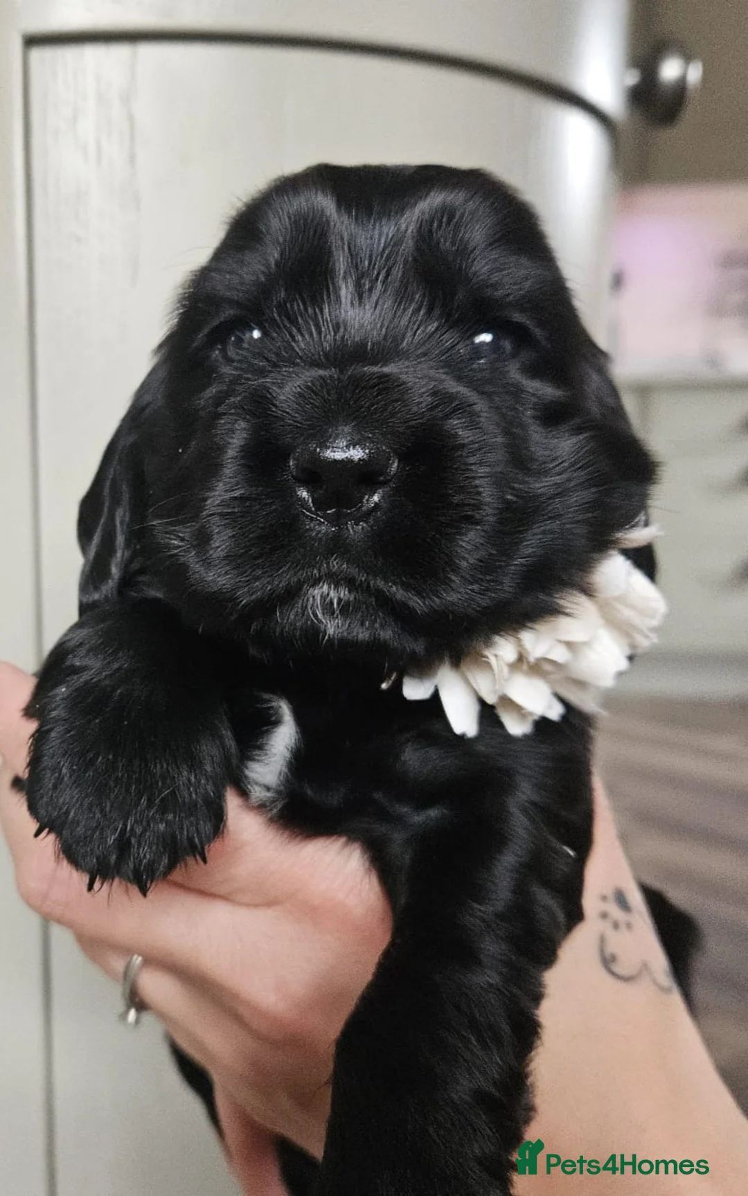 Cocker Spaniel dogs for sale: Show type Simbawood Cocker spaniel puppies  - Advert 11