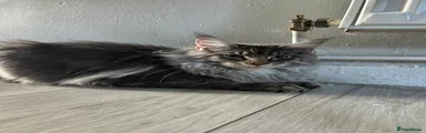 Maine Coon 1