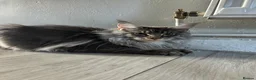 Maine Coon cats for sale: Maine coon boy  - Advert 3