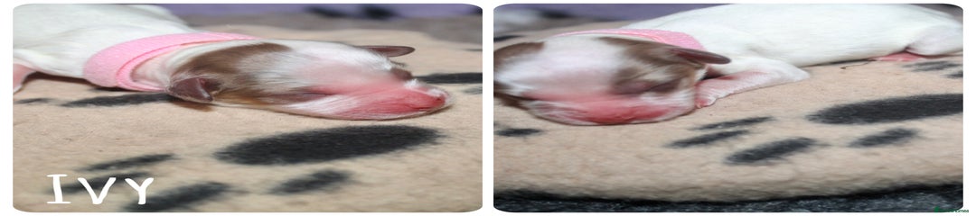 Ivy (light pink collar)