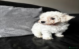 Bichon Frise dogs for sale: Bichon Frise Puppies- Ready to leave - Image 26
