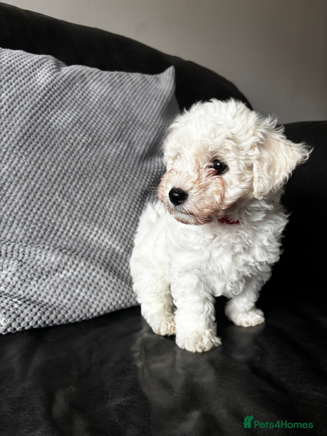 Bichon Frise dogs for sale: Bichon Frise Puppies- Ready to leave - Image 26