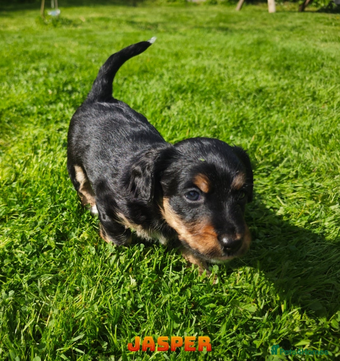 Mixed Breed dogs for sale: Parson Russell Cross Puppies  - Image 24