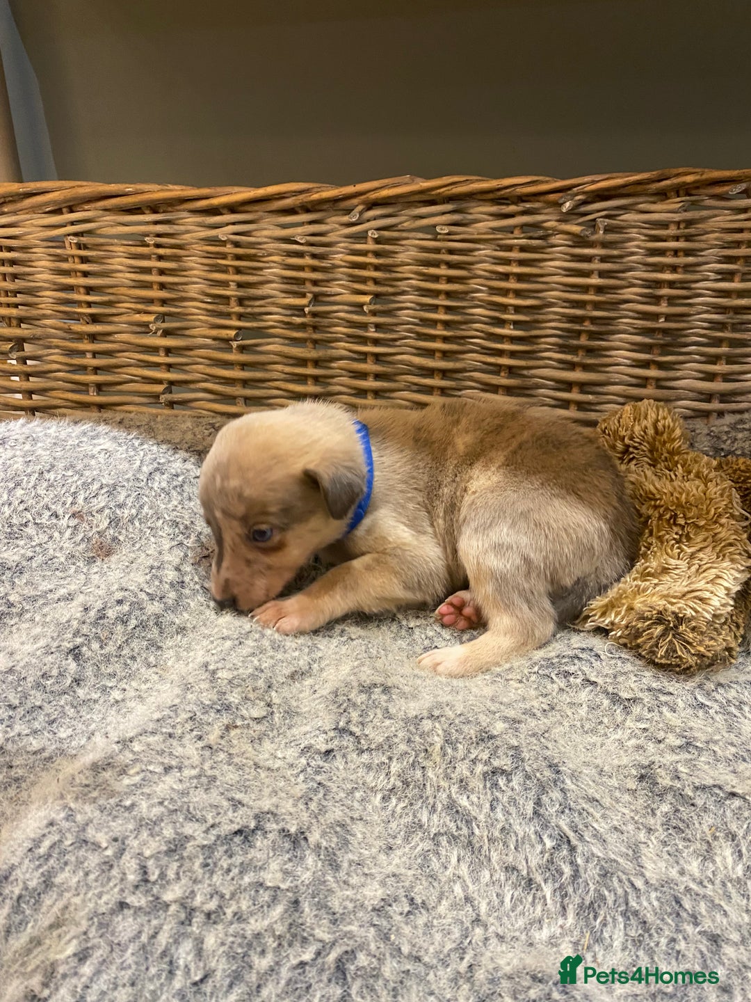 Mixed Breed dogs for sale: Beautiful merle whippet x collie puppies  - Advert 18