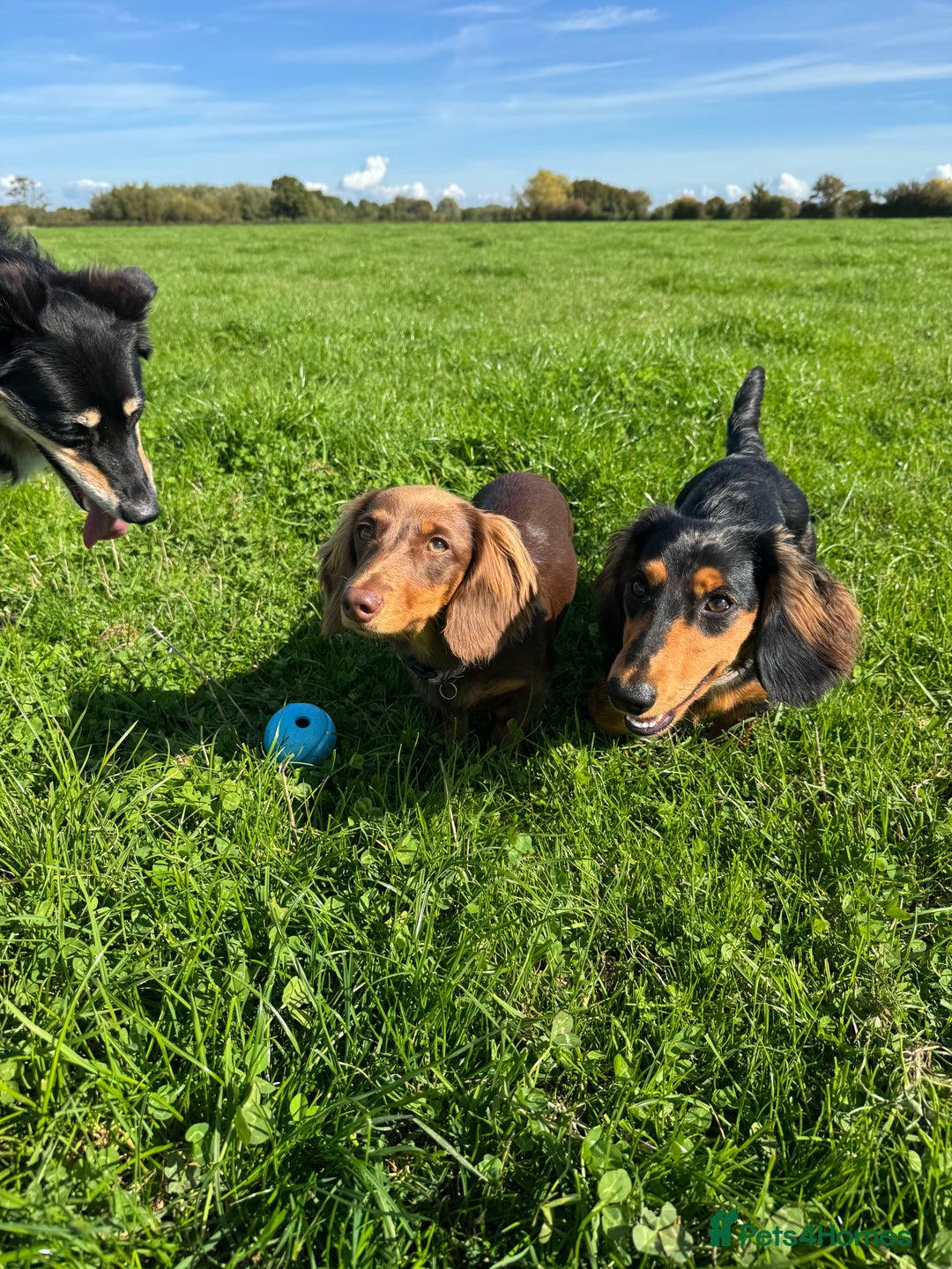 Miniature Dachshund dogs for sale: Rehoming - Advert 5