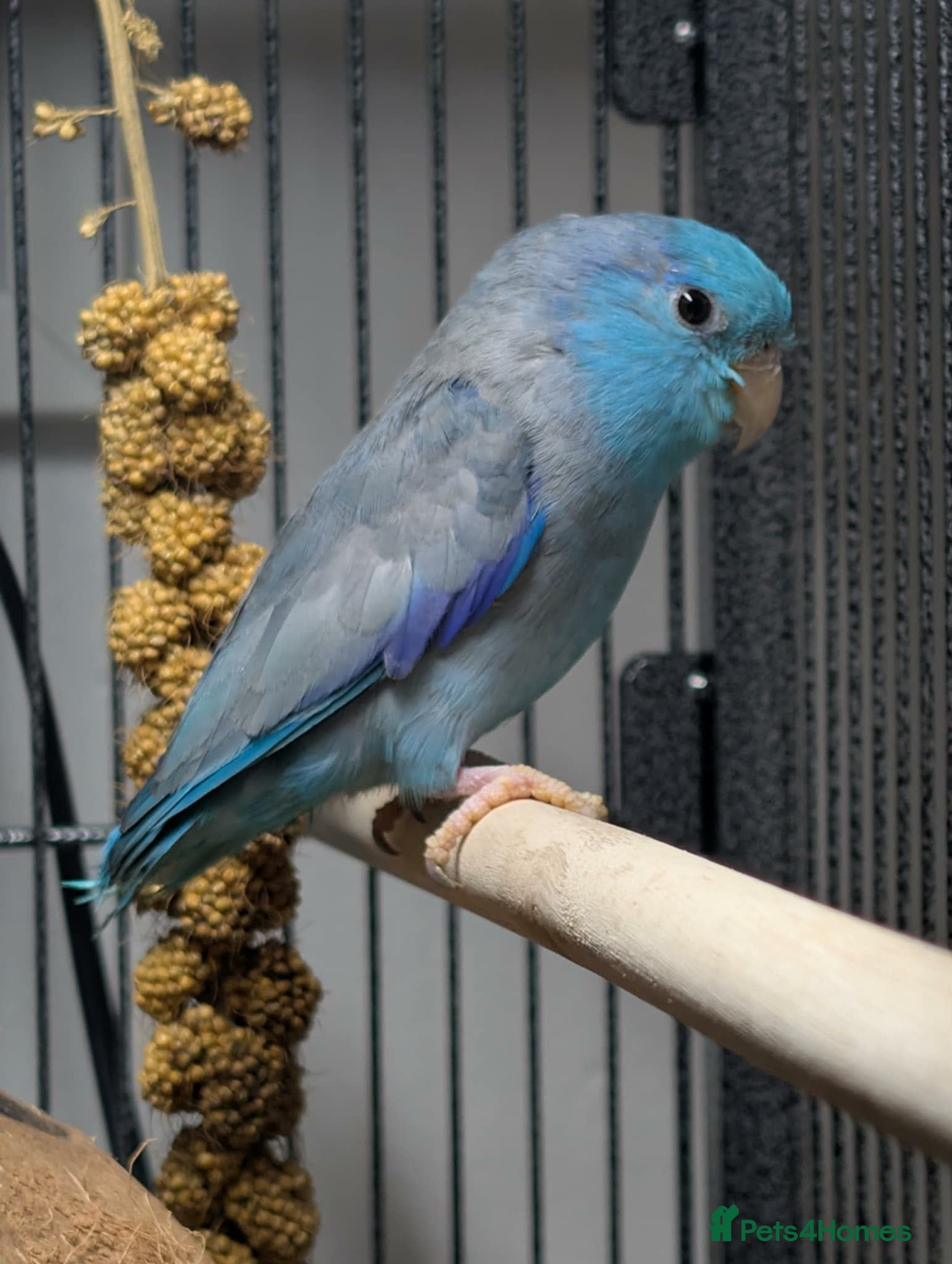 Parrots birds Blue Parrotlet + Sansibar UV + Large Cage  - Advert 15