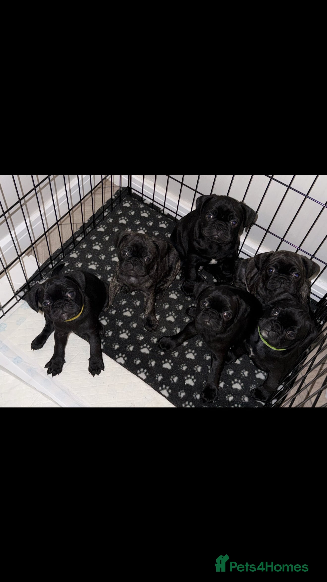 Frug dogs Beautiful Frug Puppies - Advert 2
