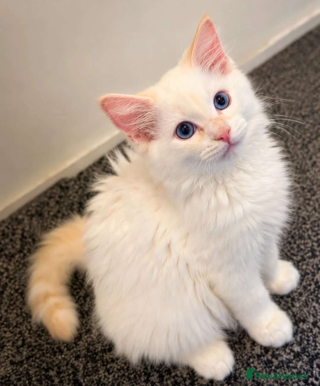 Ragdoll cats for sale:     GCCF pedigree  Cream Ragdoll Boy – Ready Now! - Advert 2