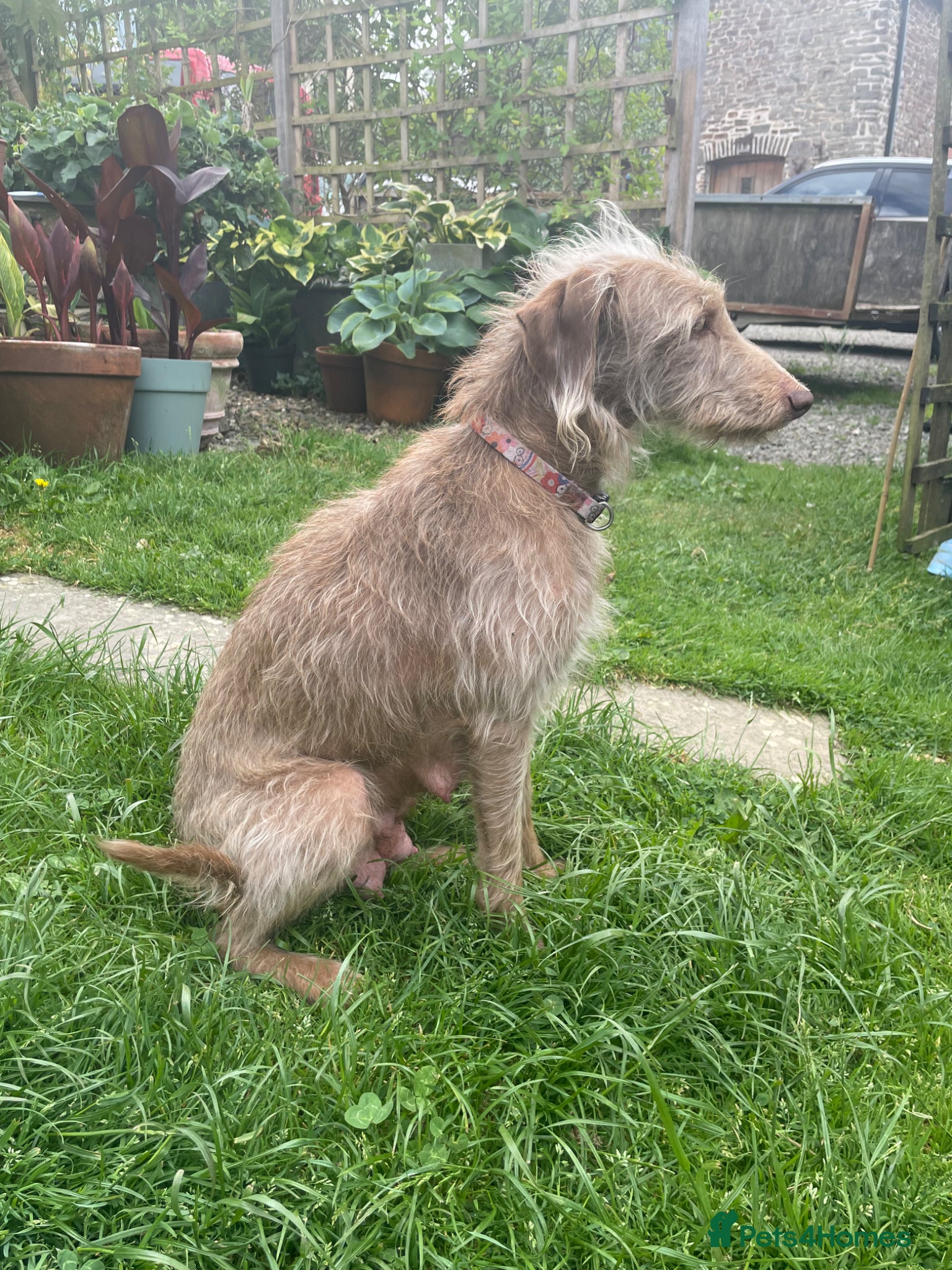 Mixed Breed dogs Bedlington/Whippet x Bedlington pups - Advert 3