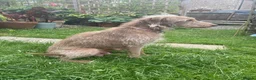 Mixed Breed dogs for sale: Bedlington/Whippet x Bedlington pups in Umberleigh - Advert 1