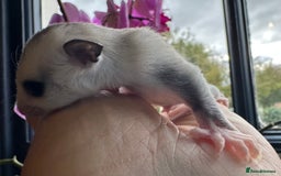 Sugar Glider rodents for sale: Stunning platinum sugar gliders - Image 5