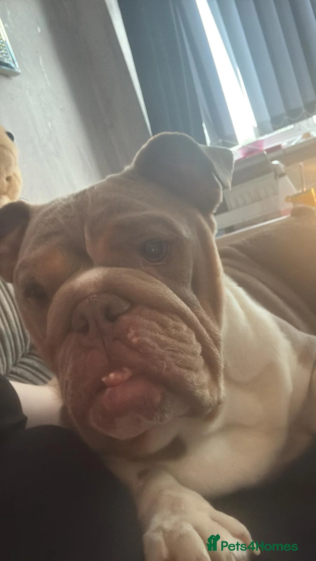 English Bulldog dogs for sale: Female English bulldog  in Letchworth Garden City - Advert 3