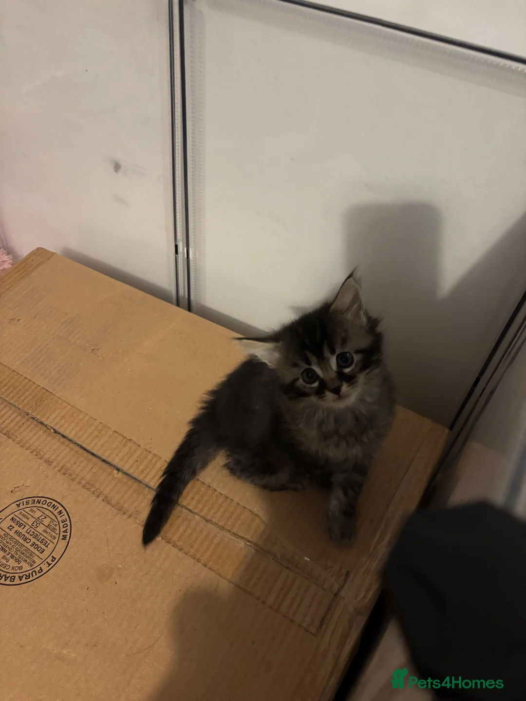 Mixed Breed cats for sale: Tabby kitten (female)  - Advert 2