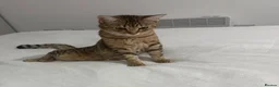 Bengal cats for sale: Playful Bengal -Lululemon  - Advert 2