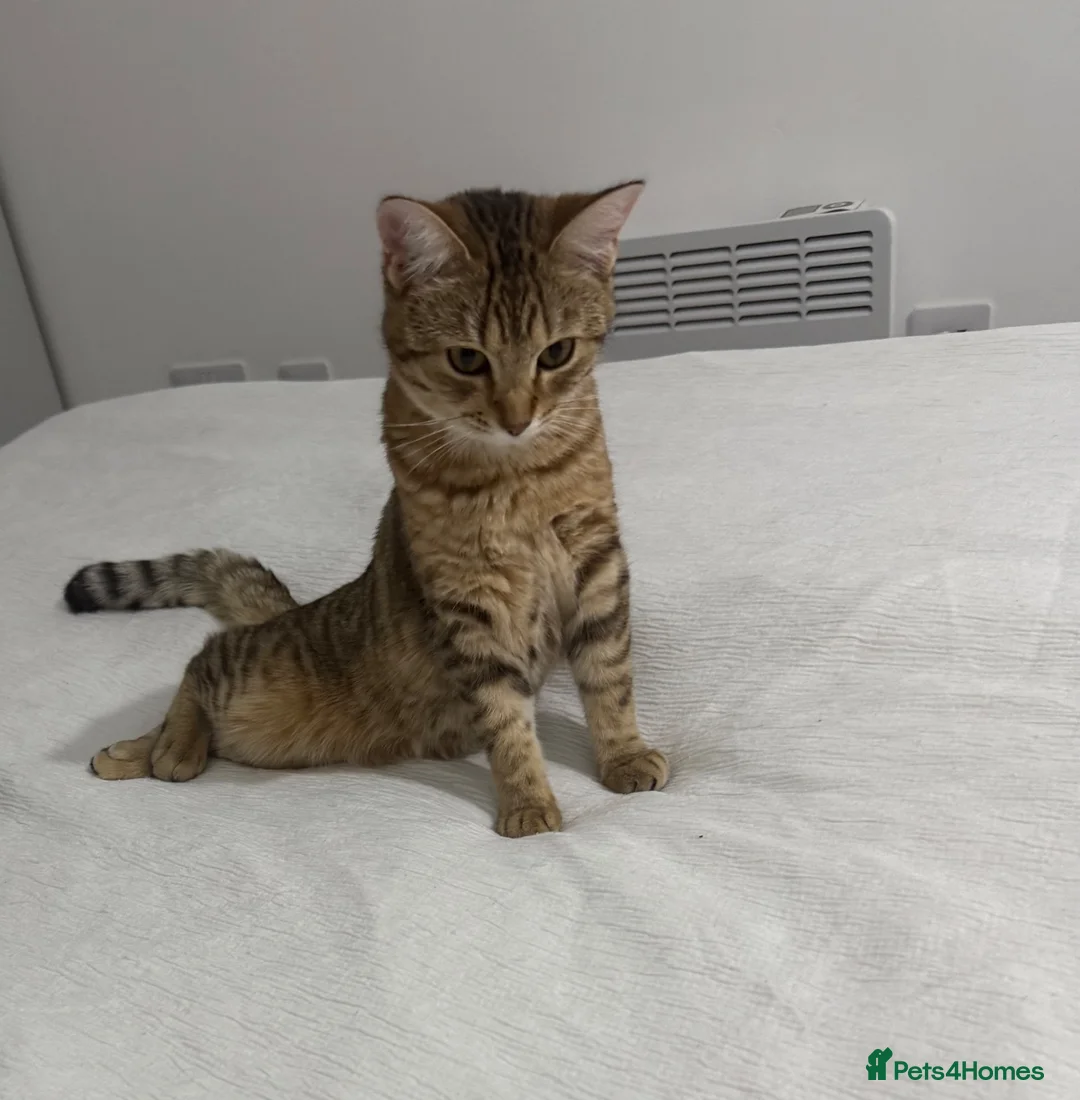 Bengal cats for sale: Playful Bengal -Lululemon  - Advert 2