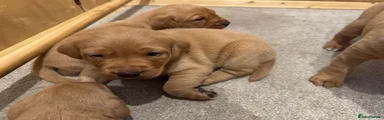 Labrador Retriever Puppy 3
