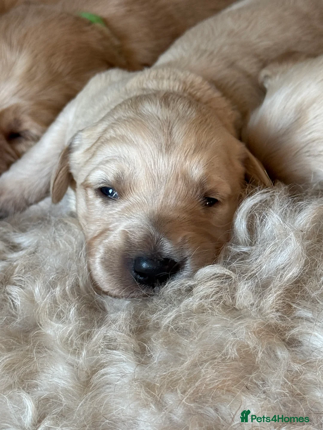 Goldendoodle dogs for sale: Expecptional goldendoodles - Advert 7