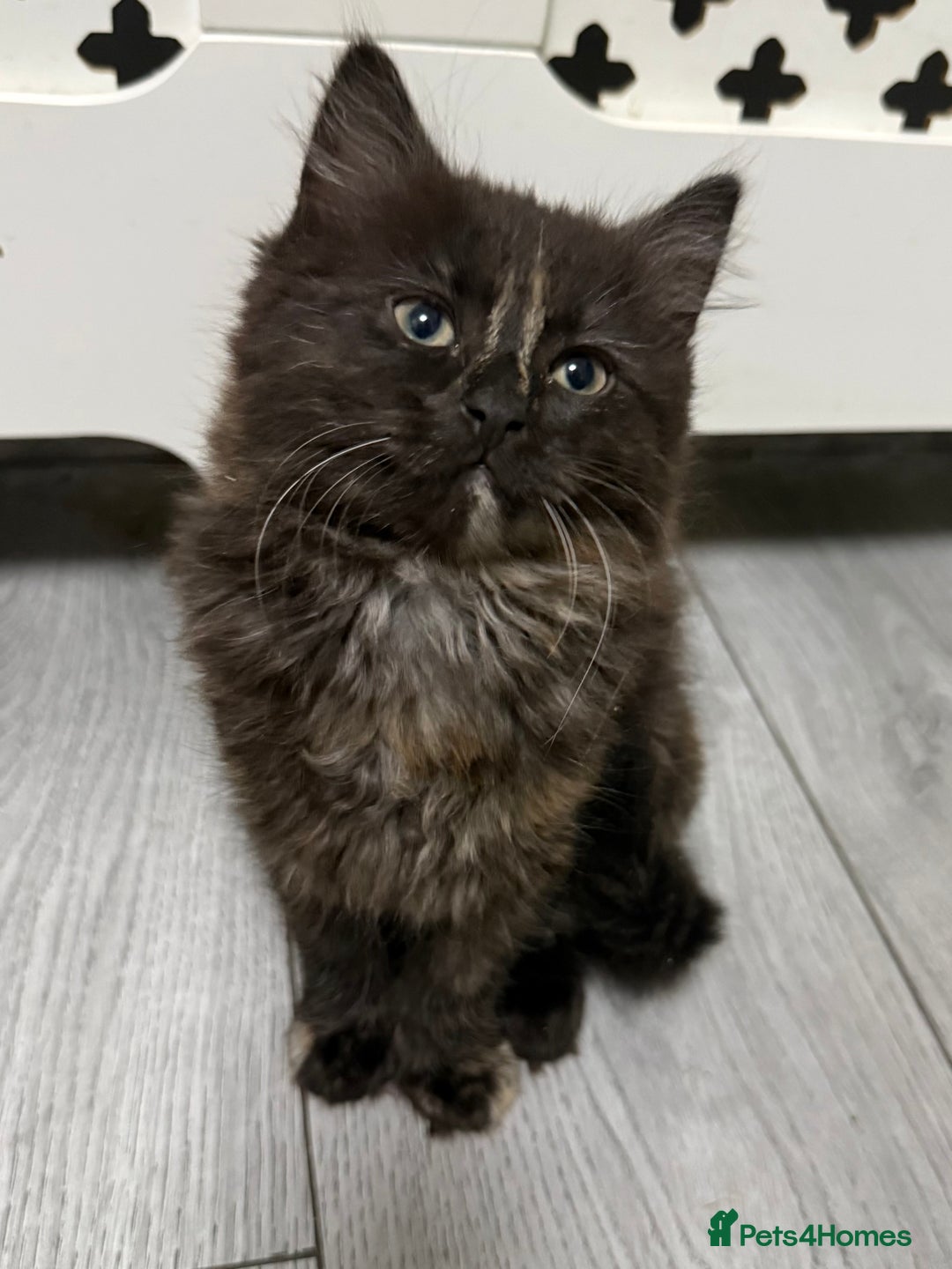 Mixed Breed cats for sale: Mixed kitten breed - Advert 3