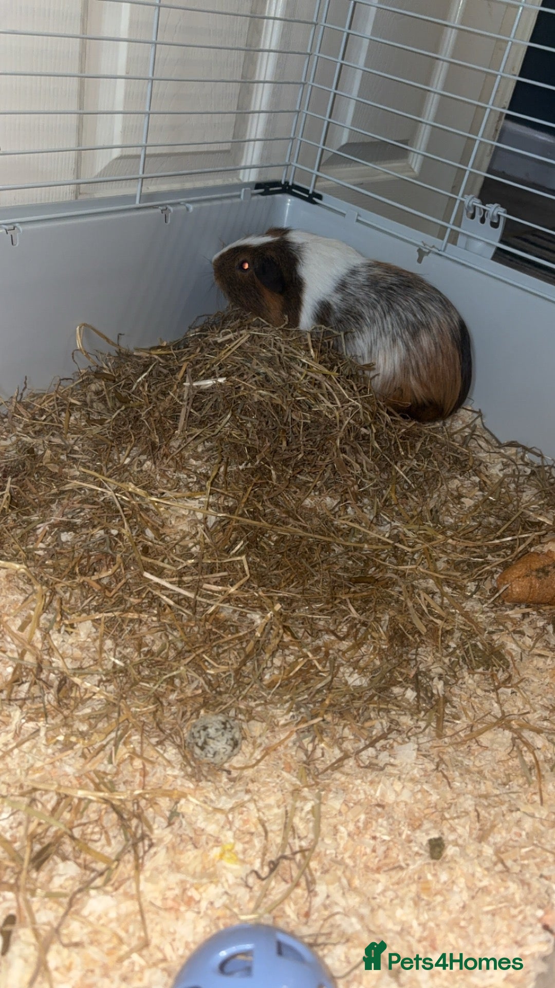 Guinea Pig rodents Male Guinea pig  - Advert 1