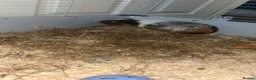 Guinea Pig rodents for sale: Male Guinea pig  - Advert 1