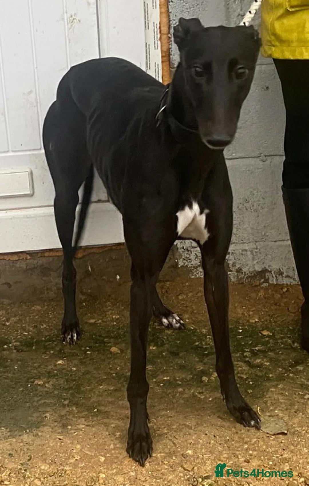 Greyhound dogs for adoption: Sweet Indie wants a loving forever home - Advert 2