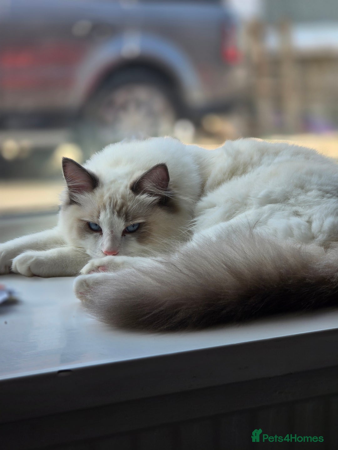 Ragdoll cats for sale: Ragdoll Male - Image 1