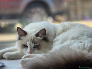 Ragdoll cats - Advert 10